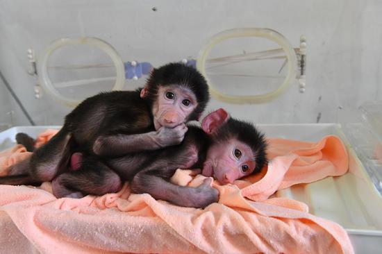Two baby baboons born at Yunnan Wildlife Park