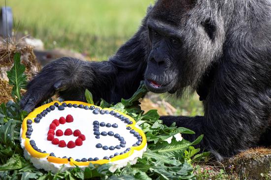 World's oldest gorilla celebrates 65th birthday at Berlin Zoo