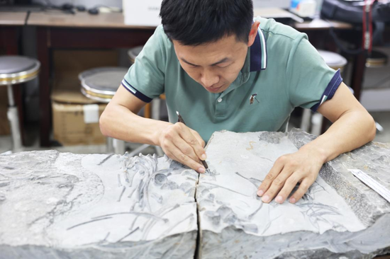 Photo provided by the China University of Geosciences (Wuhan) on April 12, 2022 shows Han Fenglu restoring the marine reptile fossil in Wuhan, capital of central China's Hubei Province. (China University of Geosciences (Wuhan)/Handout via Xinhua)