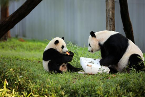Giant panda cub Xiao Qi Ji (left) and his mother Mei Xiang enjoy food at Xiao Qi Ji's first birthday party at the Smithsonian's National Zoo and Conservation Biology Institute in Washington on Aug 21. (Photo by Zhao Huanxin/CHINA DAILY)