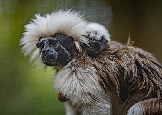 Critically endangered cotton-top tamarin monkey born at UK zoo