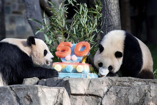'Pandaversary' underlines 50 years of successful China-U.S. collaboration on giant panda conservation