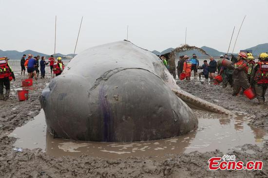Stranded sperm whale released into sea in Ningbo