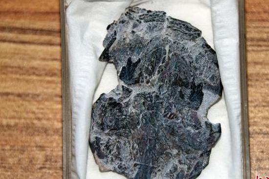 390 million-year-old lungfish fossils found in Yunnan