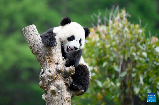 Giant pandas in Wolong National Nature Reserve