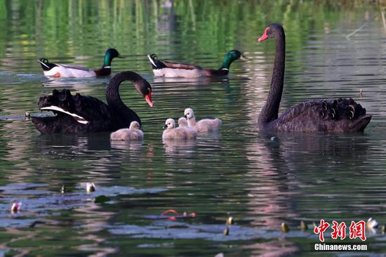 Black swan family enjoys time together in Nanjing park