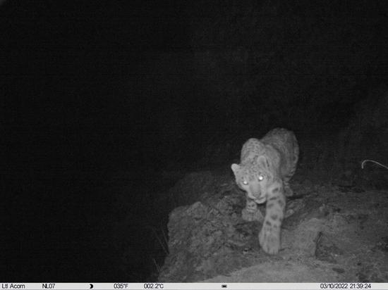 Infrared camera captures rare picture of snow leopard in Tibet