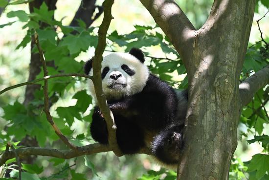 Cute panda cub rests in the tree