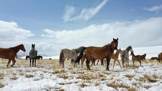 Scenery of Shandan horse ranch after snow