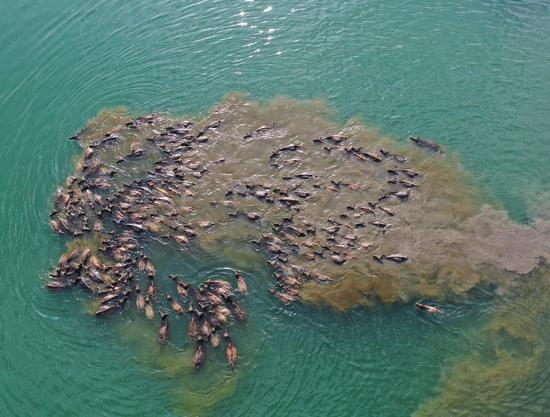 Buffalo herd swims across Jialing River to forage in Sichuan