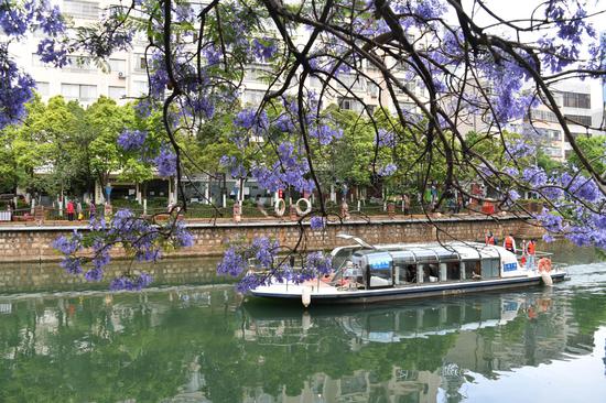 Purple beauty along Panlong River dazzles visitors in Kunming