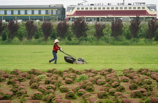 A villager trims a lawn from which commercial turfs are planted in Fujiang Village of Yinzhen Neighbourhood in Xi'an, northwest China's Shaanxi Province. The need for turfs during China's urbanization process has driven farmers in Yinzhen Neighbourhood to invest in the turf business. (Xinhua/Shao Rui)