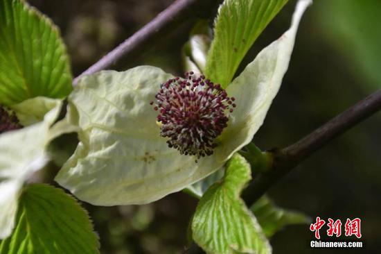Chinese dove trees in full bloom in Sichuan