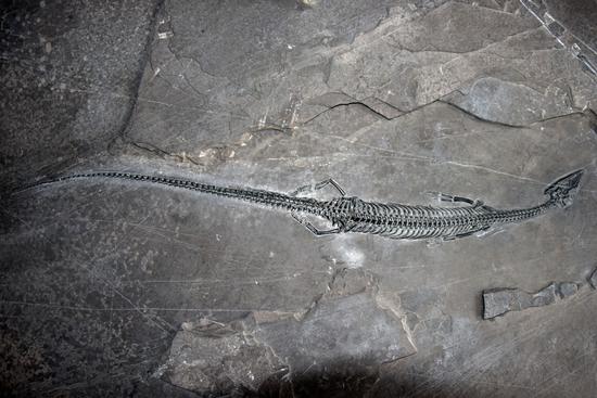 244-million-year-old marine reptile with the world's longest tail discovered in Yunnan
