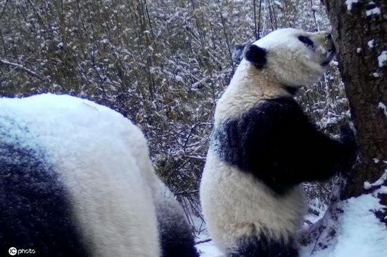 Giant panda mom spotted playing with baby in snow