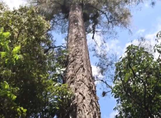 The 76.8-meter Bhutan pine in  in Medog County, Southwest China's Tibet Autonomous Region (Photo/China News Service)