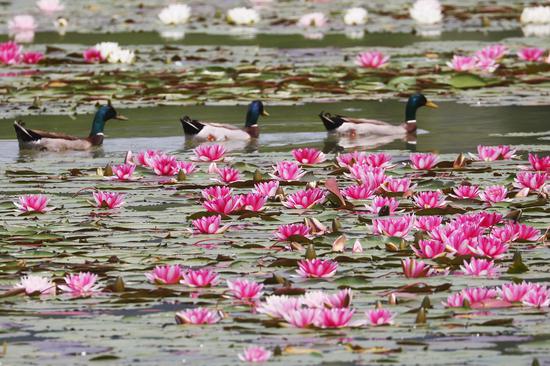 Water lilies bloom in Nanjing Yanque Chaohu