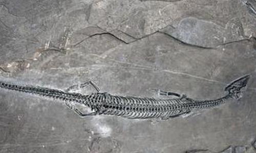 Chinese scientists find fossil of new marine reptile with 