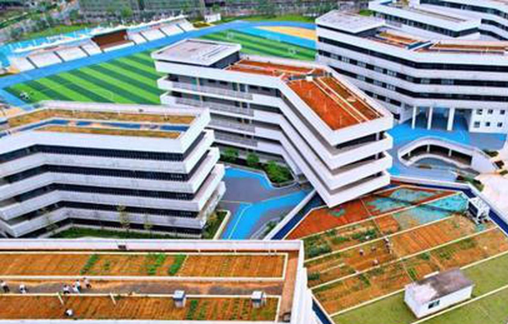 Rooftop gardens teach students art of vegetable growing