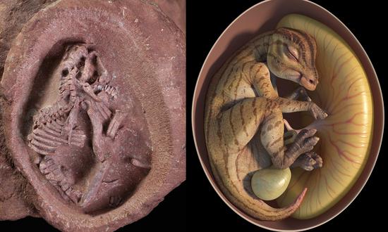 The world's most complete duck-billed dinosaur embryo ever scientifically recorded has been found in China.

