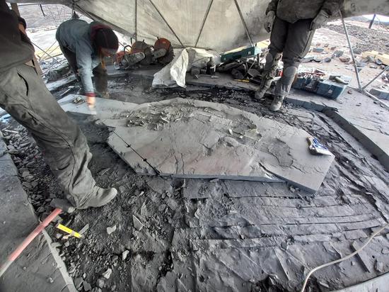 4-meter-long ichthyosaur fossil recovered from a glacier in Chile