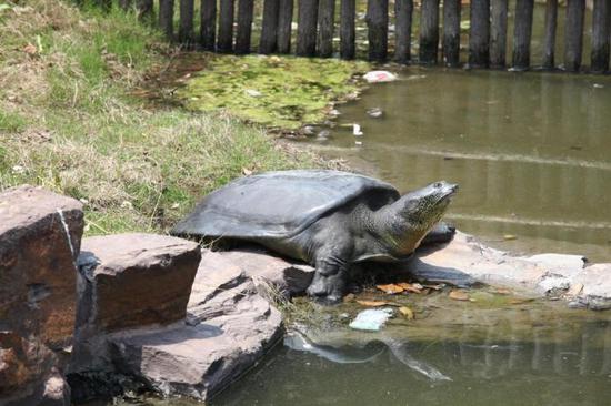 Chinese scientists complete whole-genome sequencing of endangered turtle