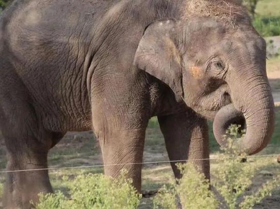 Asian elephant Molly returns to Kunming Zoo