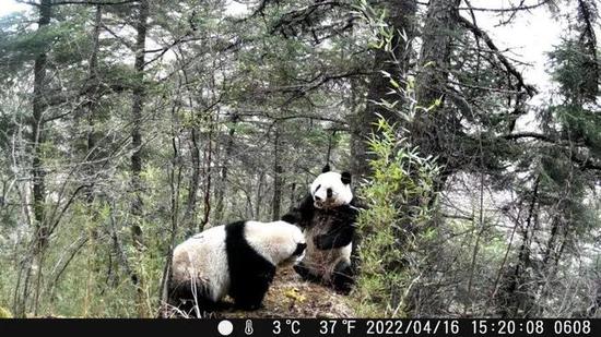 Wild giant pandas spotted fighting for mating right in SW China