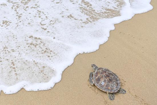 World Turtle Day marked in China