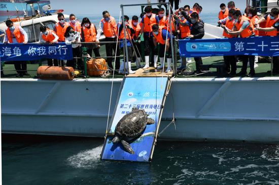 Volunteers release a turtle into the sea in Qingdao, Shandong province, on Monday, which was the 23rd World Turtle Day. Five recently rescued sea turtles were released that day. (LI ZIHUAN/XINHUA)