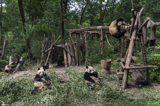 Giant pandas enjoy life in Chengdu base