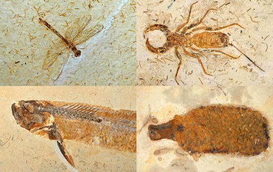 France returns 998 fossils from the Cretaceous period to Brazil