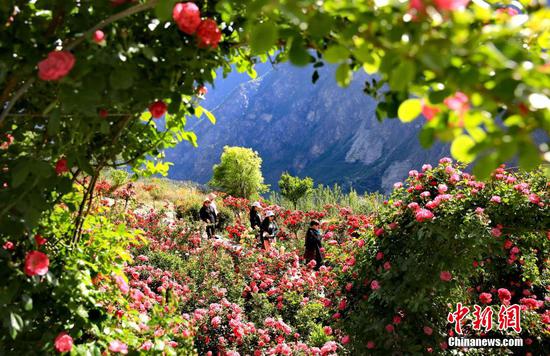 Blooming roses enchant Tibetan village in Sichuan
