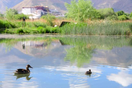 Summer beauty at Lalu Wetland National Nature Reserve in Tibet