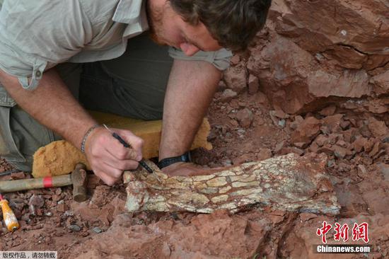 Largest pterosaur discovered in South America