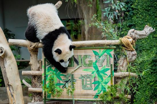 Giant panda cub Sheng Yi plays at Zoo Negara near Kuala Lumpur, Malaysia, May 25, 2022. (Xinhua/Zhu Wei)