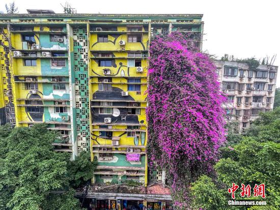 Bougainvillea cascade from a residential building in Chongqing