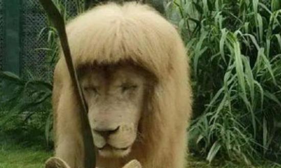 Photo of A hang, the white lion in Guangzhou Zoo with blunt bangs. (Screenshot photo)