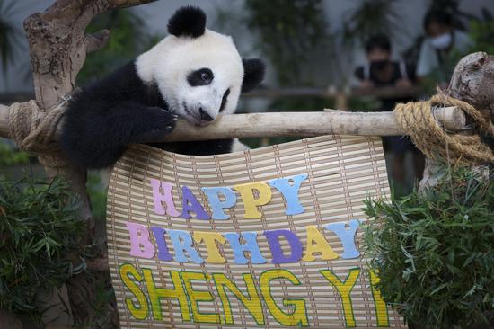 Giant panda cub Shengyi celebrates first birthday in Malaysia