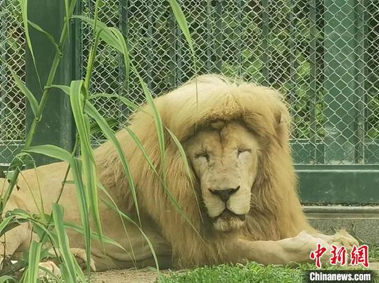 Photo shows the lion Ahang at Guangzhou Zoo. (Photo/China News Service)