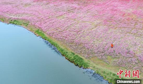 Photo shows a wetland in Wuhan, Hubei Province. (Photo/China News Service)