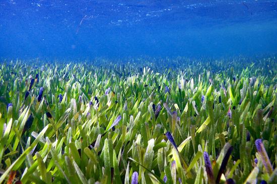 World's largest plant discovered in Western Australia's Shark Bay