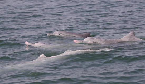 Endangered Chinese white dolphins spotted in Guangxi