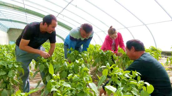 Xinjiang boosts farmers' incomes with intelligent greenhouse system   