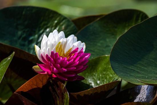 Magical two-colored water lily blooms in Nanjing