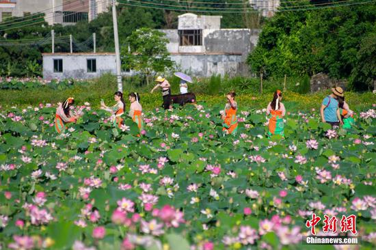 Lotus flowers bloom in Haikou