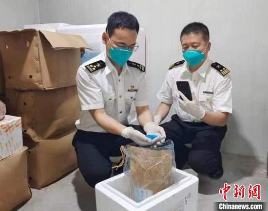 Staff members of Chongqing customers inspect citrus seeds. (Photo provided by Chongqing Customs)