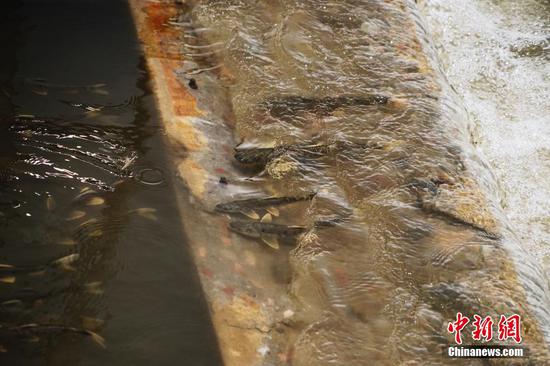 Naked carps swim upstream to spawn in northwest China