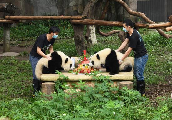 Six pandas in Chongqing celebrate birthday together