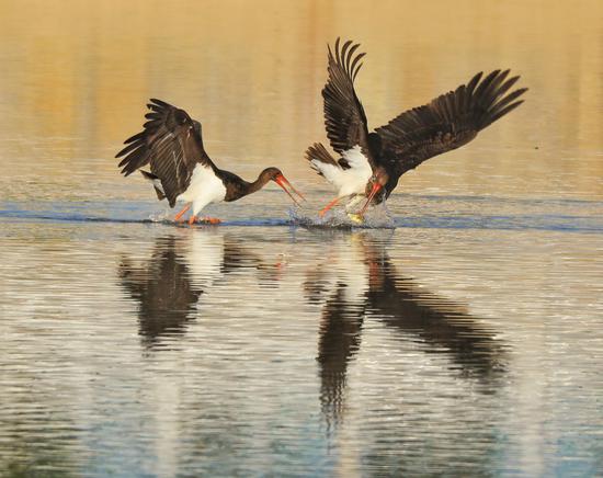 Rare black storks visit Juma river in Hebei